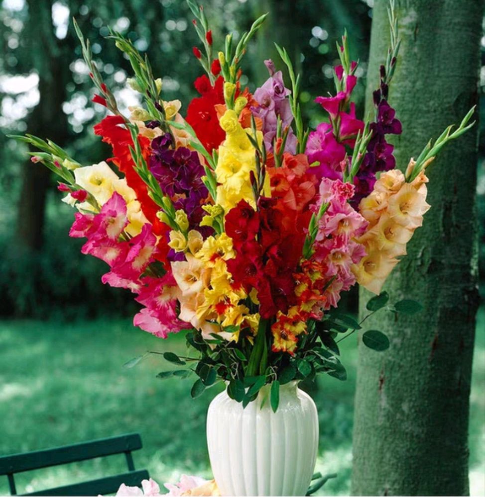 “切花之魁”，不要花大价钱去买了，自己种真的很方便