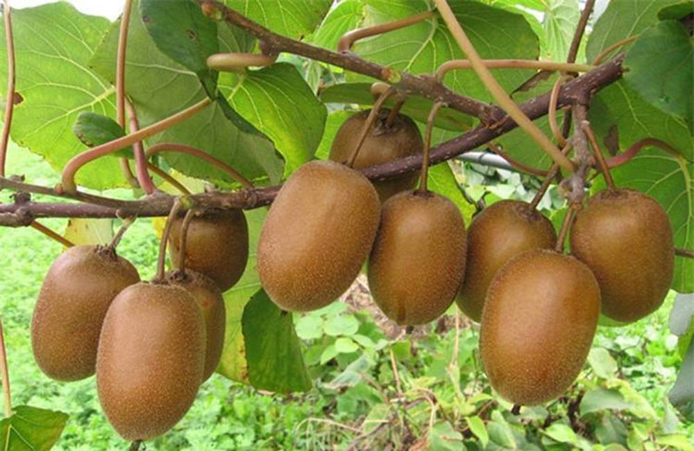 哪种水果是我国的本土水果,以下哪种水果是我国的本土水果