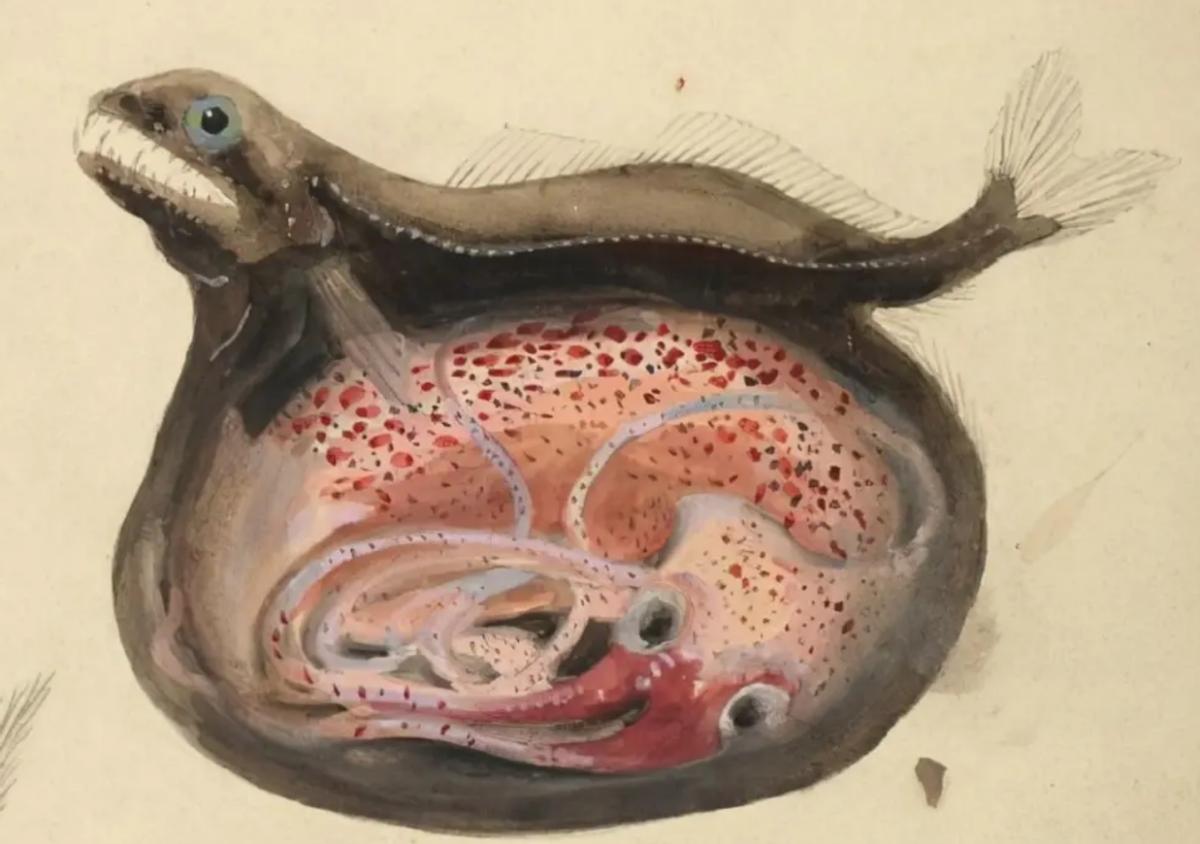 吃100斤的巨型食人鱼,黑叉齿鱼是怎么吞下大鱼的