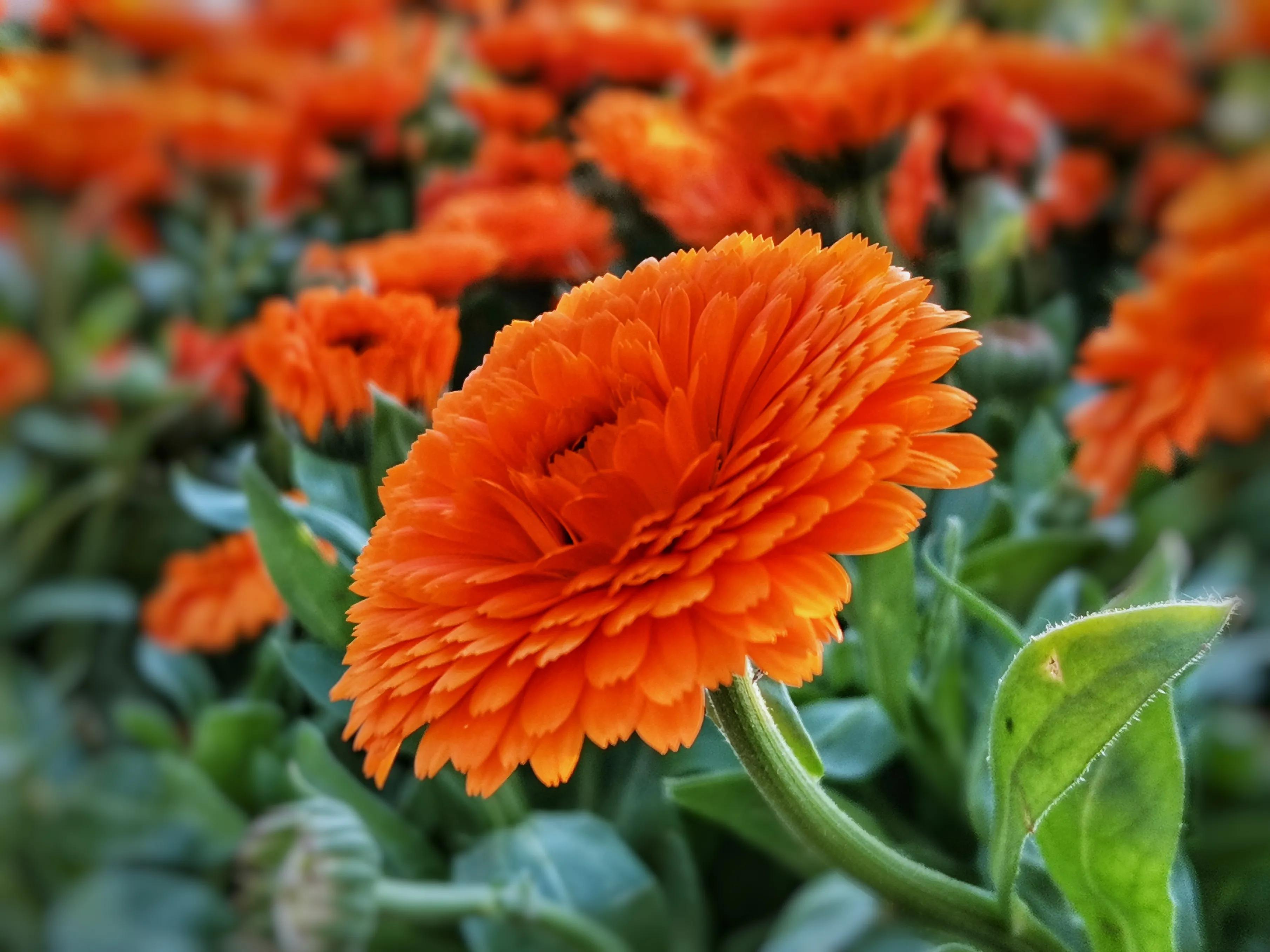 百花酿诗韵芬芳留人间（一）