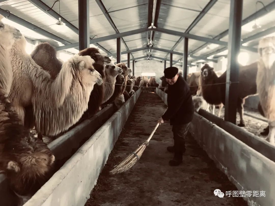 骆驼养殖带动乌苏农牧民增收故事,骆驼养殖乡村振兴