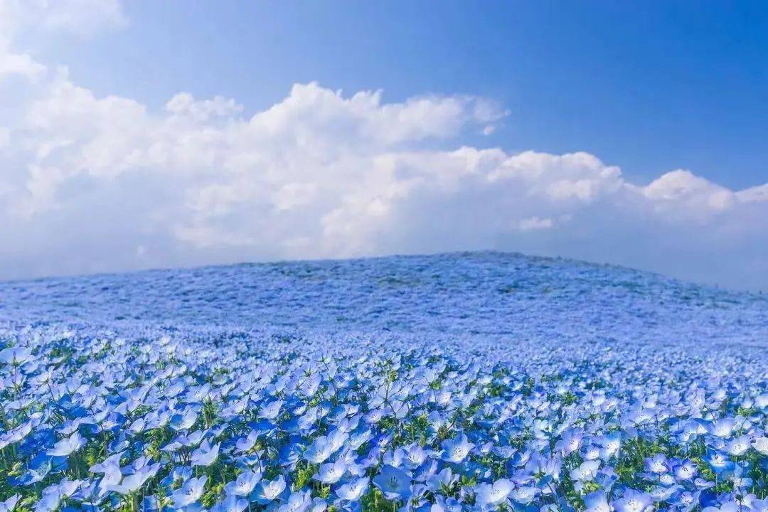 想了一百种关于春天的文案,却不及一场金坛茅山春日野餐露营美好