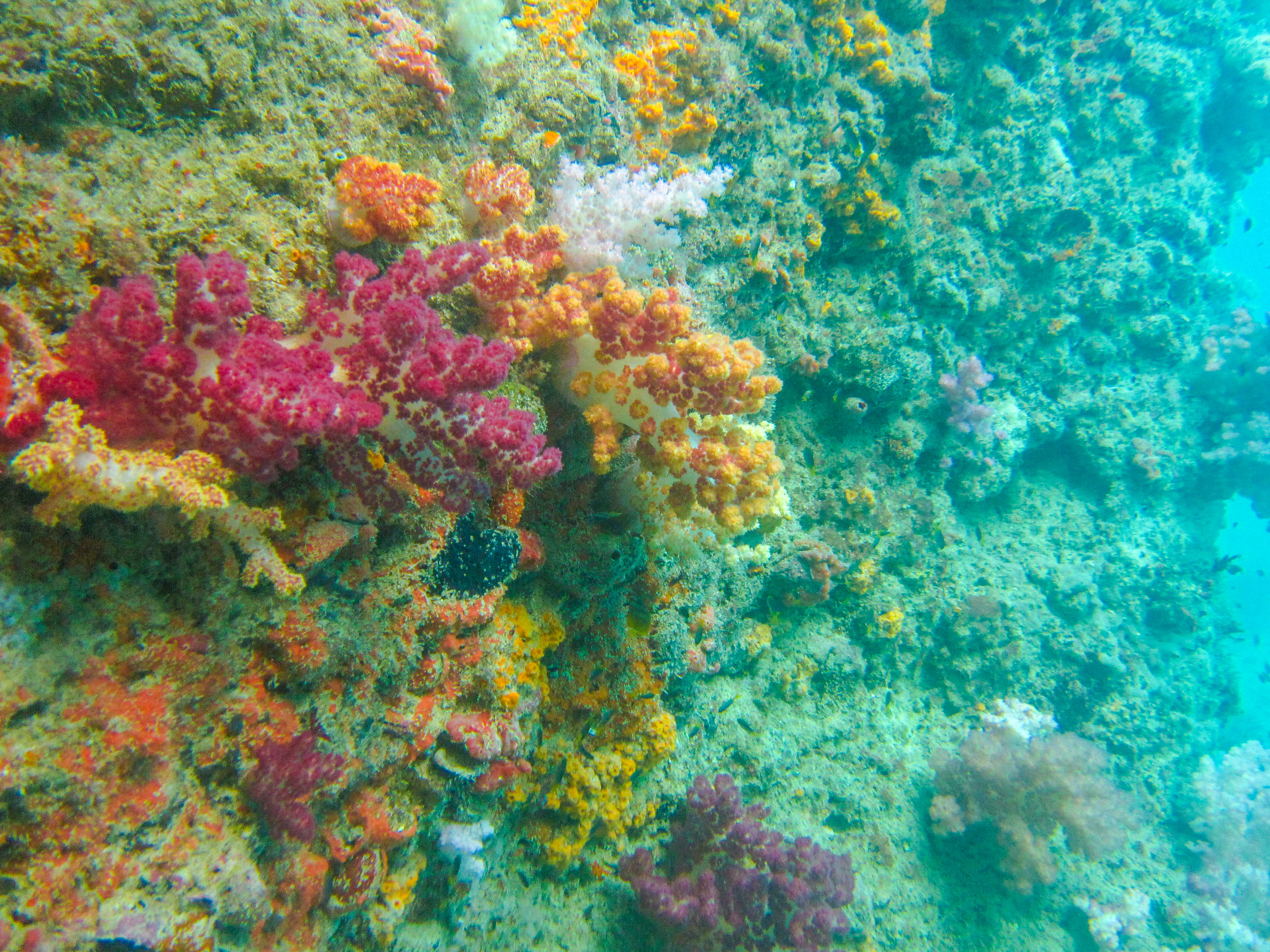 孤悬在太平洋上的岛国,帕劳,人生最值得一去的旅游目的地之一