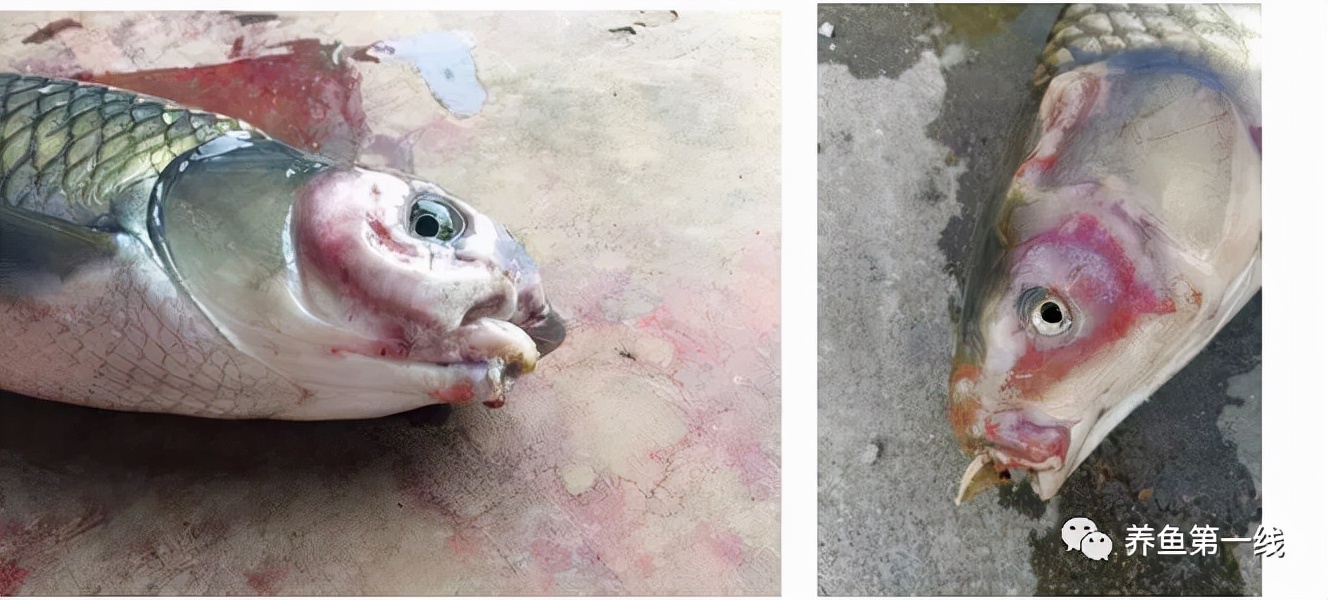 鱼类红嘴病图片,鱼烂嘴病的治疗方法