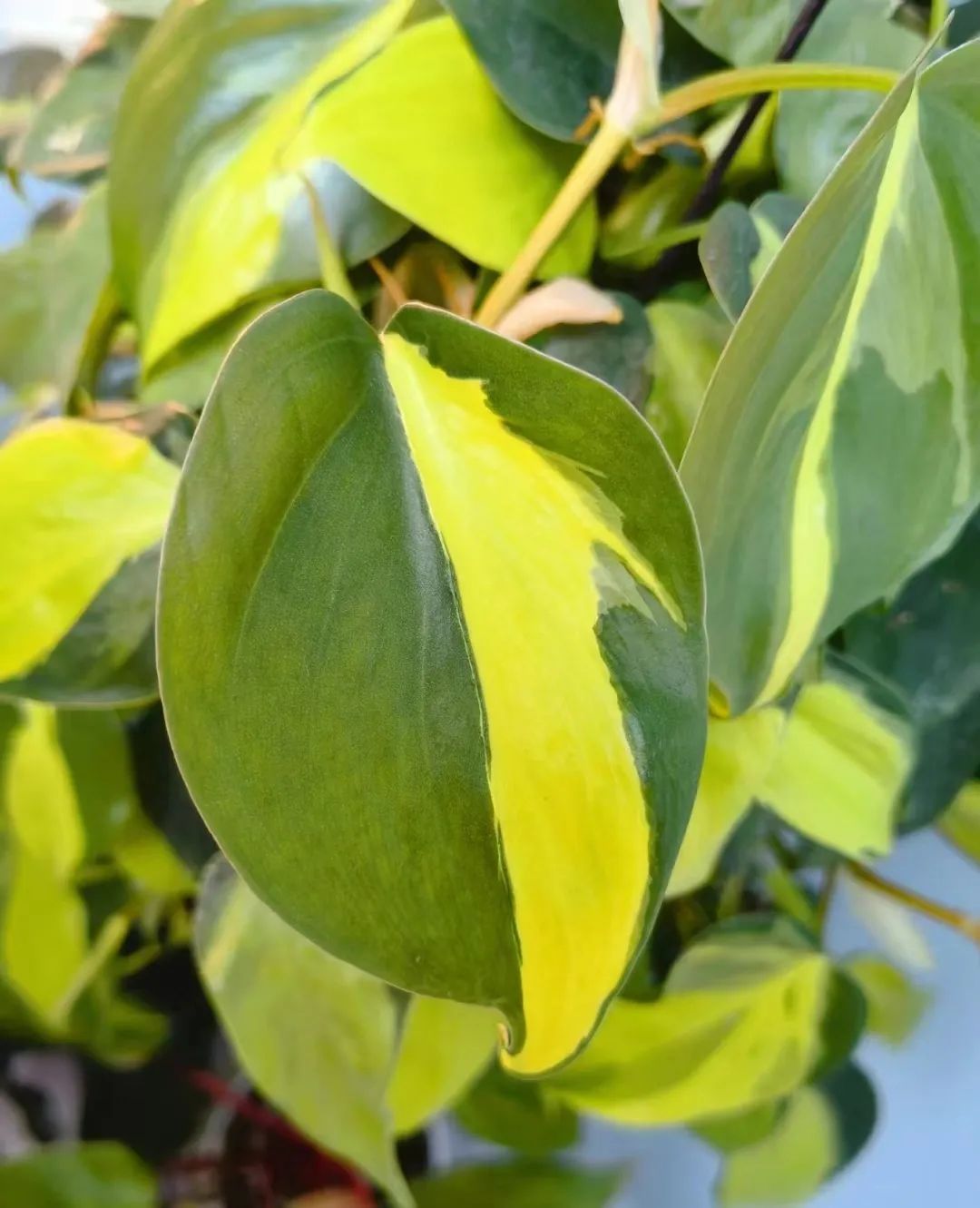 蔓绿绒品种图片大全,蔓绿绒品种图片图文