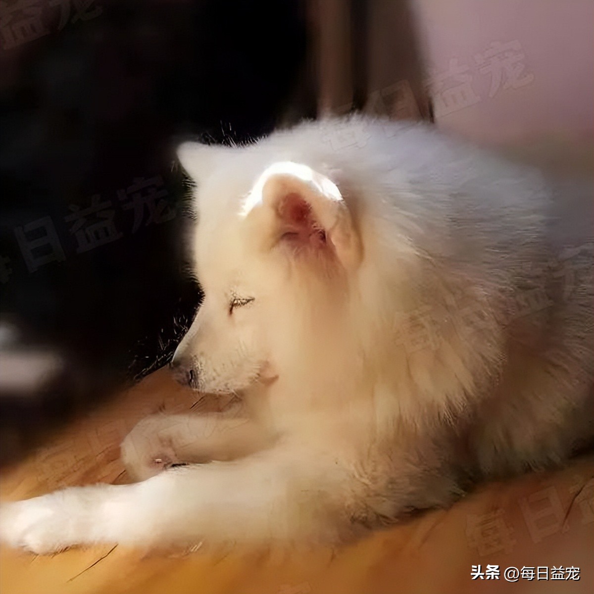 萨摩耶在马路边上捡回家养,萨摩耶被流浪狗看上