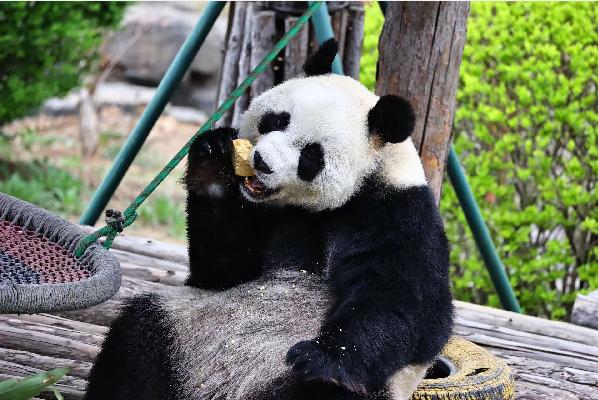 4天3夜玩转大连,小长假大连去哪玩