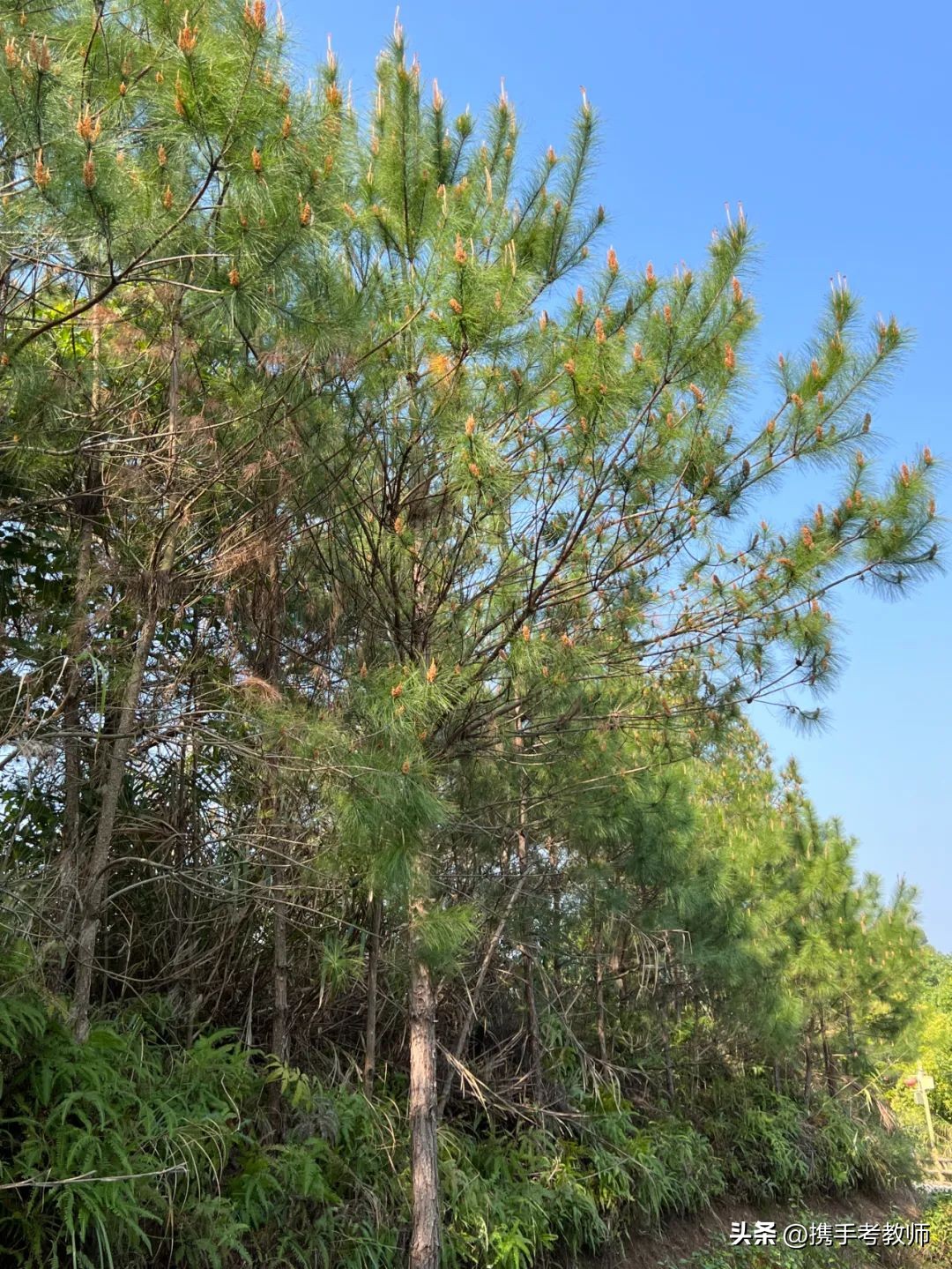 茂盛开花的马尾松,植物专栏蓝花草