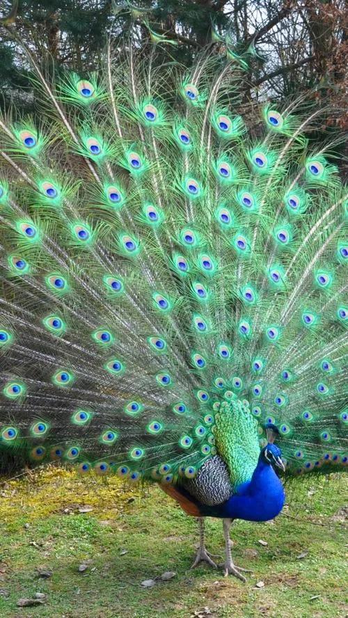 孔雀养殖现在创业的农村30岁小伙,养殖孔雀创业成功案例