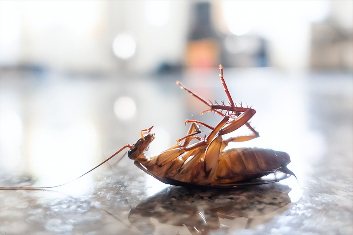 在食品中吃出蟑螂怎么办,餐饮蟑螂防治最有效的处理方法