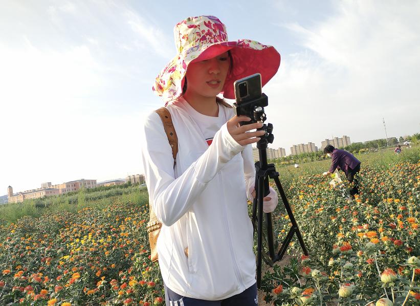 今年红花什么时候采摘,红花夏季最佳采摘时间