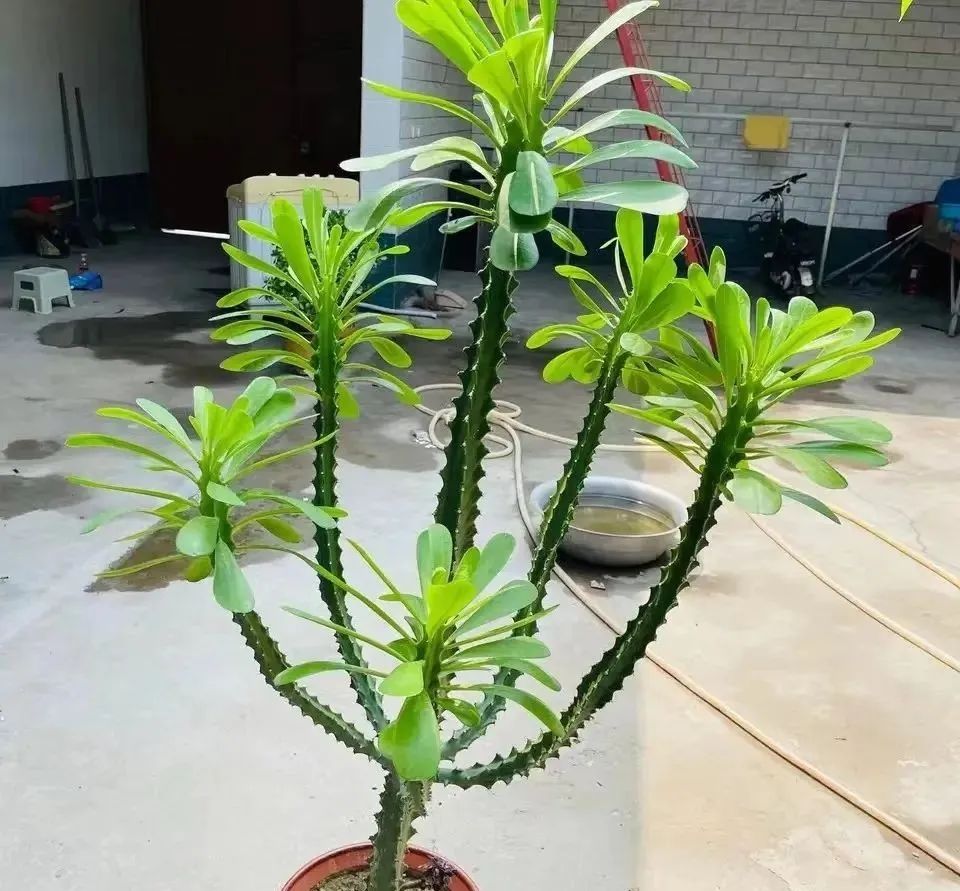 十种最毒的盆栽花,十种最毒的花不能在室内养