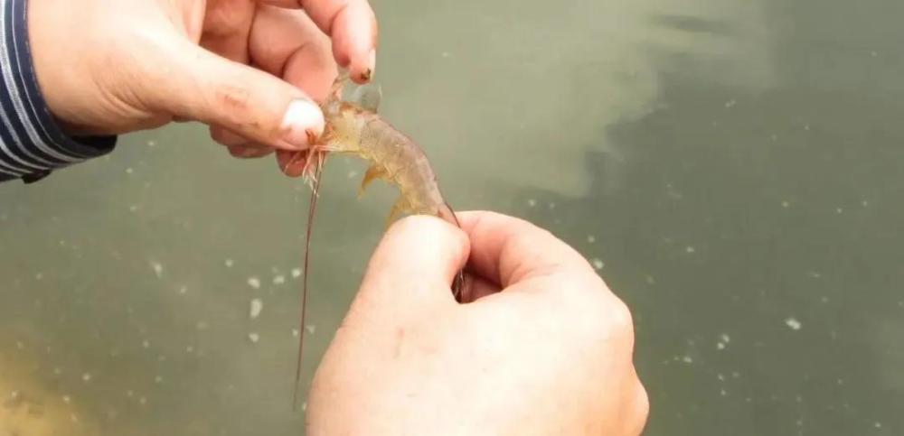 二甲双胍治疗肠炎,二甲酸钾对虾应用