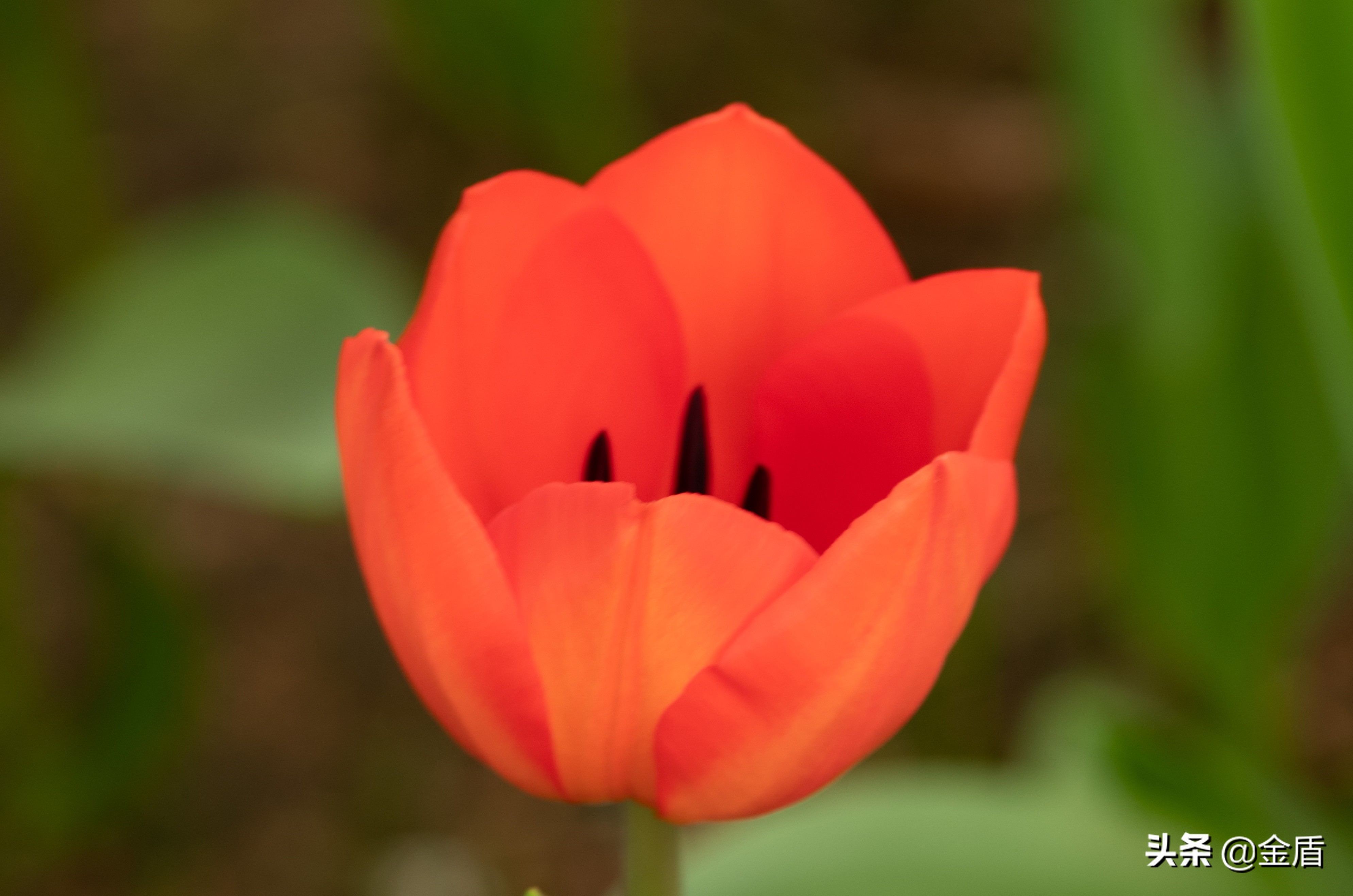 荷兰国花郁金香介绍1500字,荷兰国花是郁金香的原因