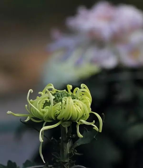 中国十大名花排行榜及图片,中国十大名花明细