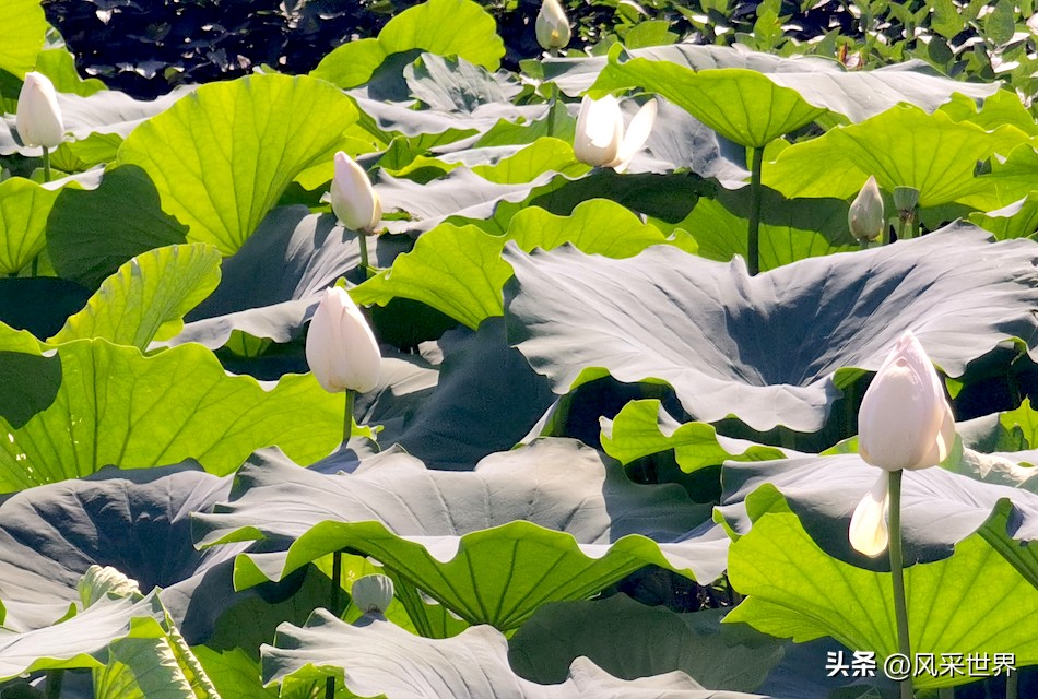 七言怀念父母,父子情的七言律诗
