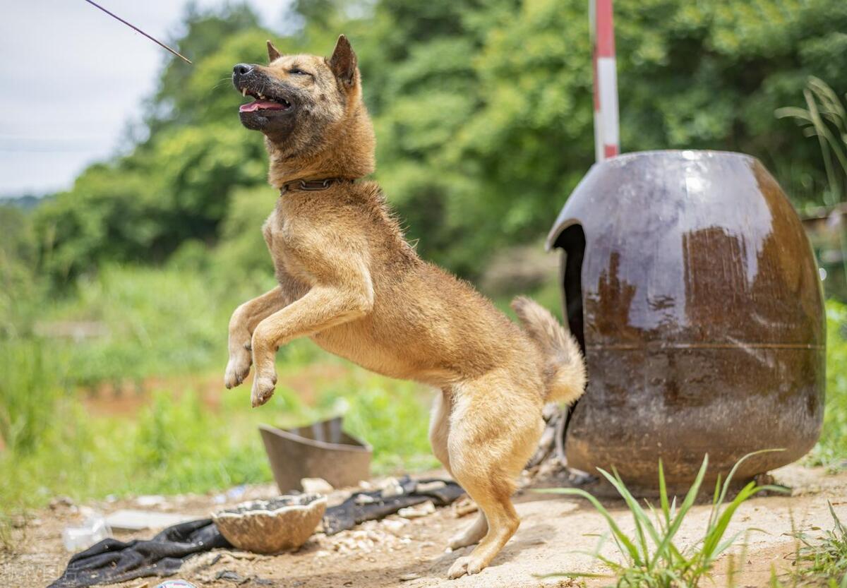 本地土狗哪些品种比较过大众一点,中国土狗都有哪些