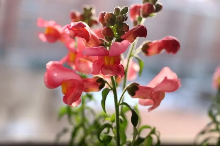 立夏已过进夏季,立夏已至百花齐放