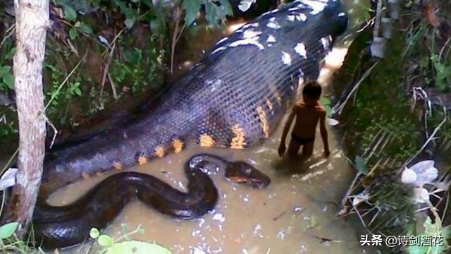 人为什么怕蛇婴儿给出了答案,人类怕蛇仅仅是因为蛇恐惧吗