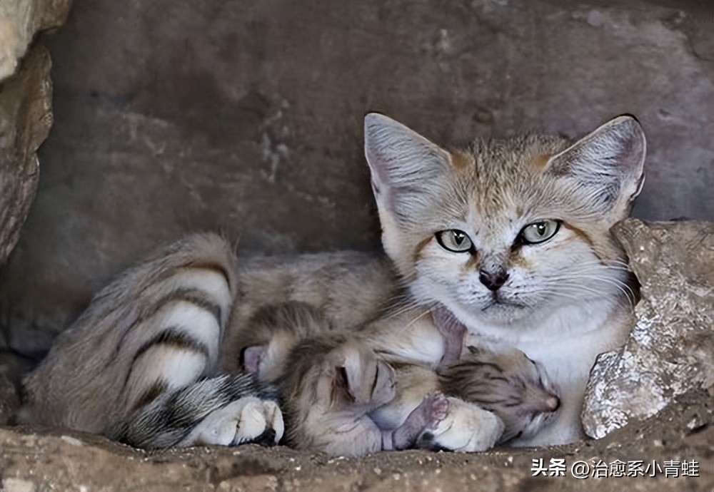 巴基斯坦猫价格,巴基斯坦砂猫多少钱一只