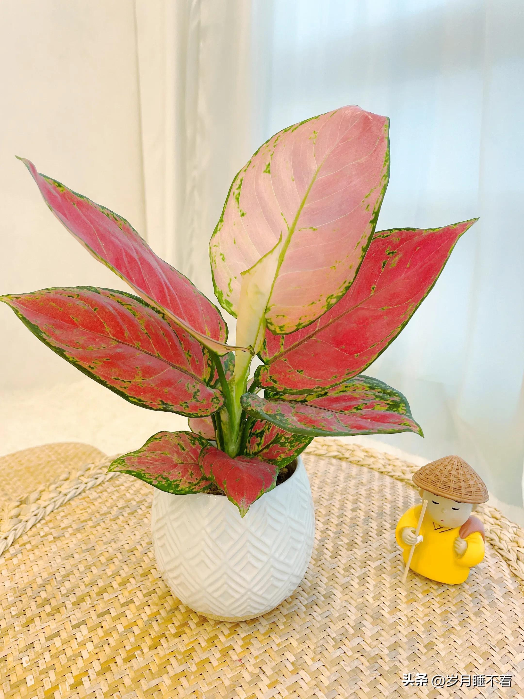 瞬间提升室内高级感的5种绿植,森系装修风格怎么在效果上展现