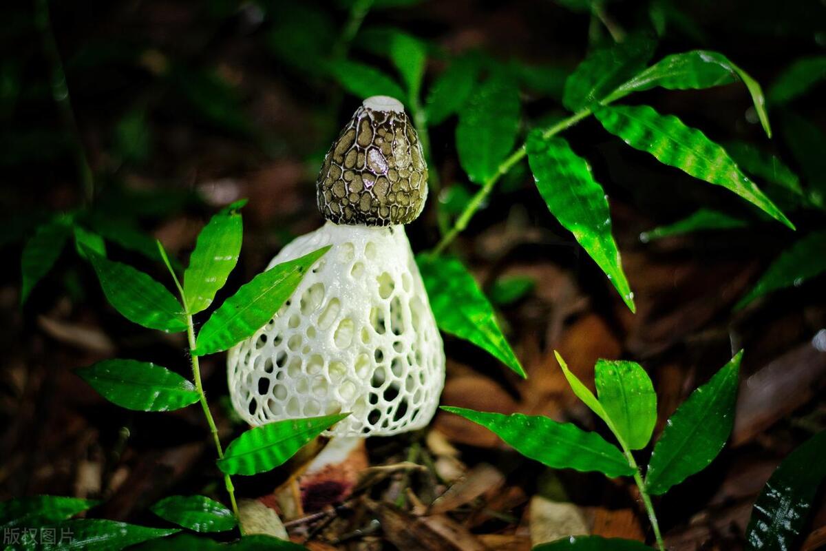 菌中的软黄金,菌黄金指的是什么菌