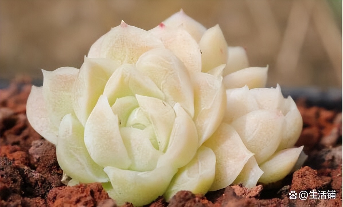 多肉徒长了怎么办?3个方案来“挽救”,轻松爆崽,养成老桩