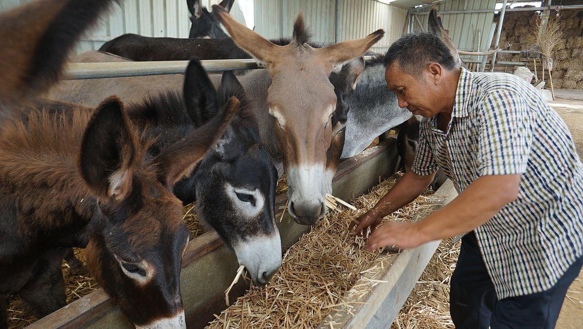 肉驴催肥饲料添加剂,肉驴催肥