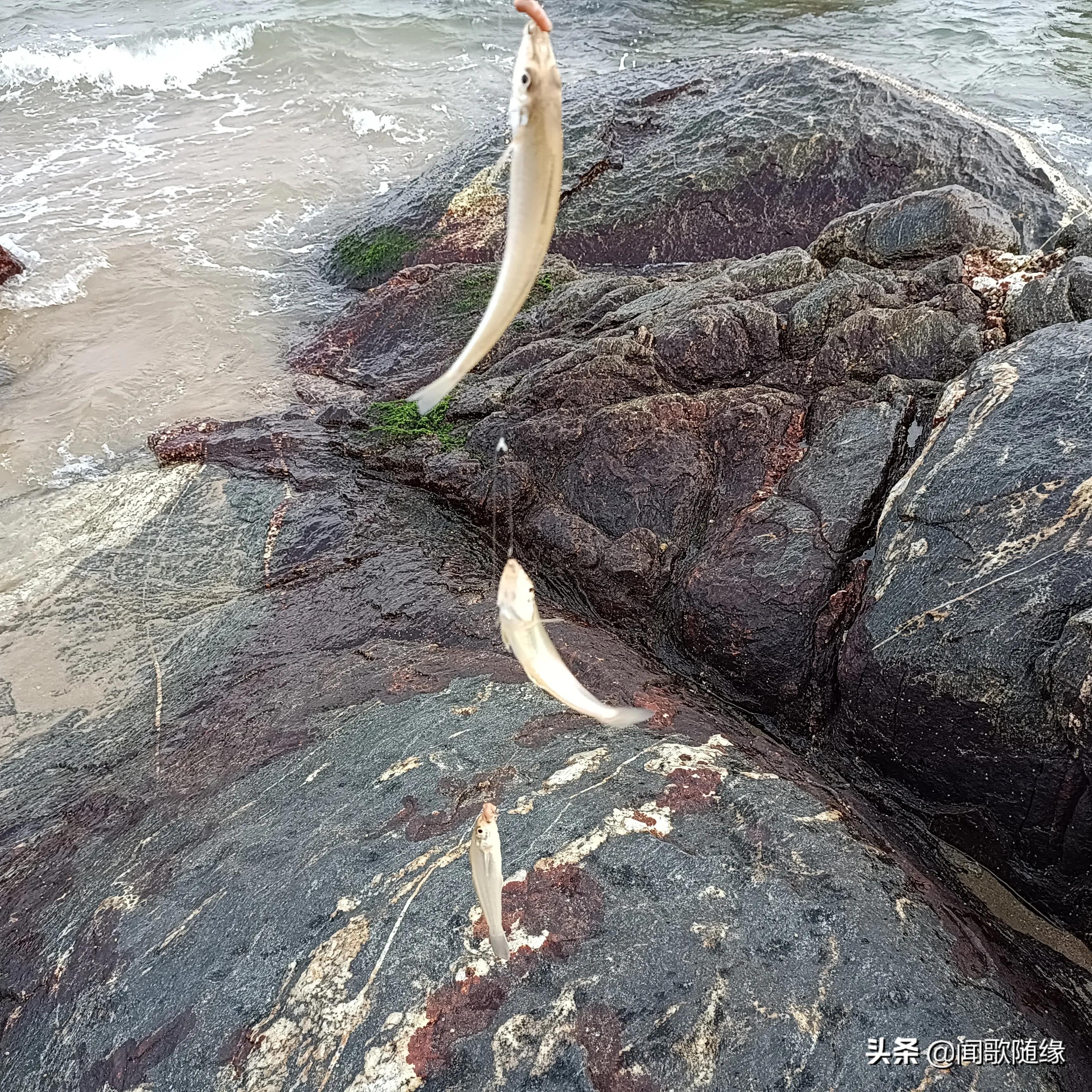 矶钓最简单的钓法,李大毛矶钓滑漂钓法视频