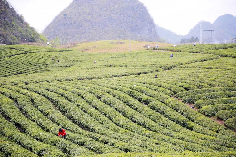 辛巴辛有志直播回放,辛巴辛有志为直播电商贡献人才