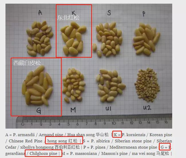 过年必买的10种年货推荐,有什么事明年再说