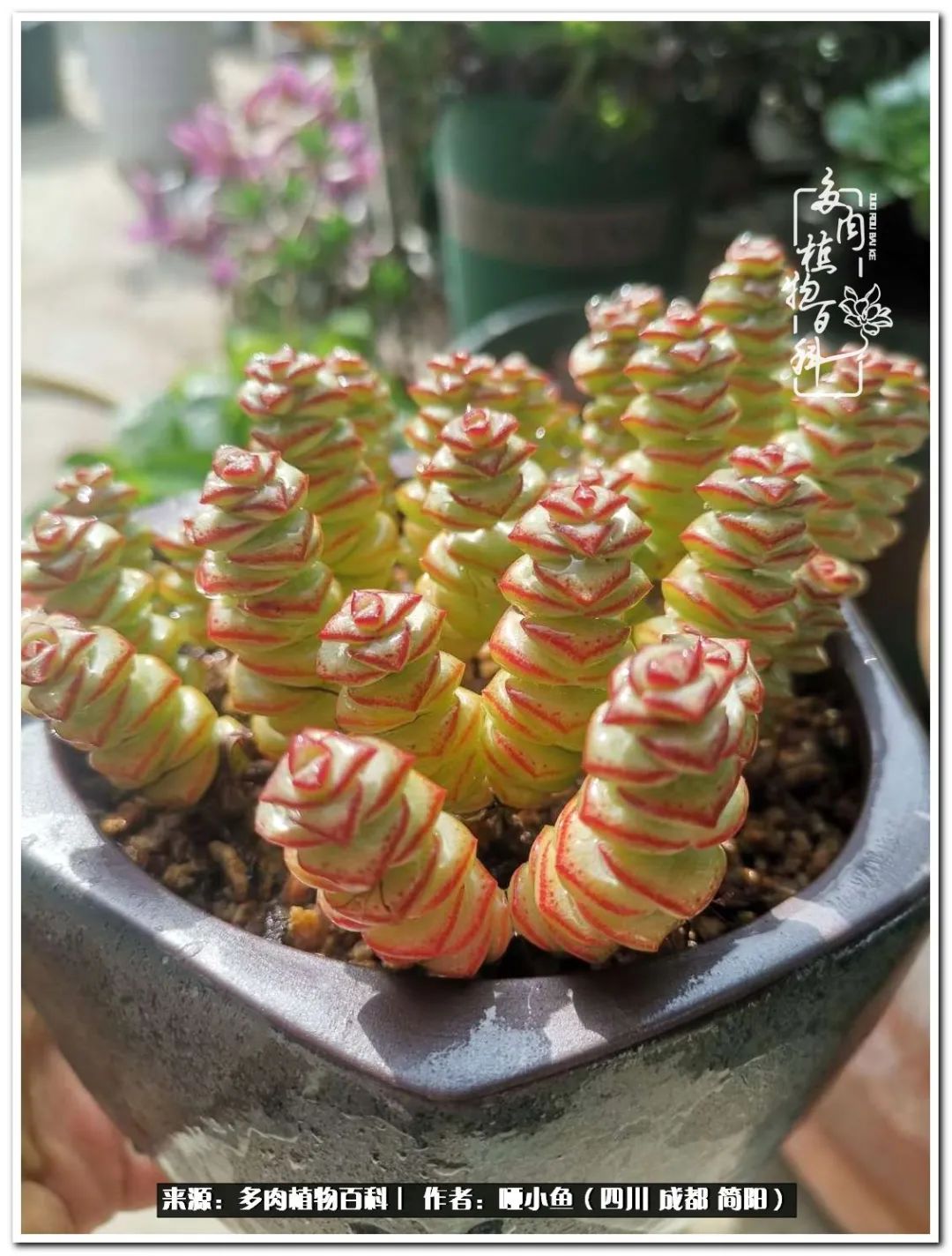 看世间繁华品一生,看世间繁华品人生美味