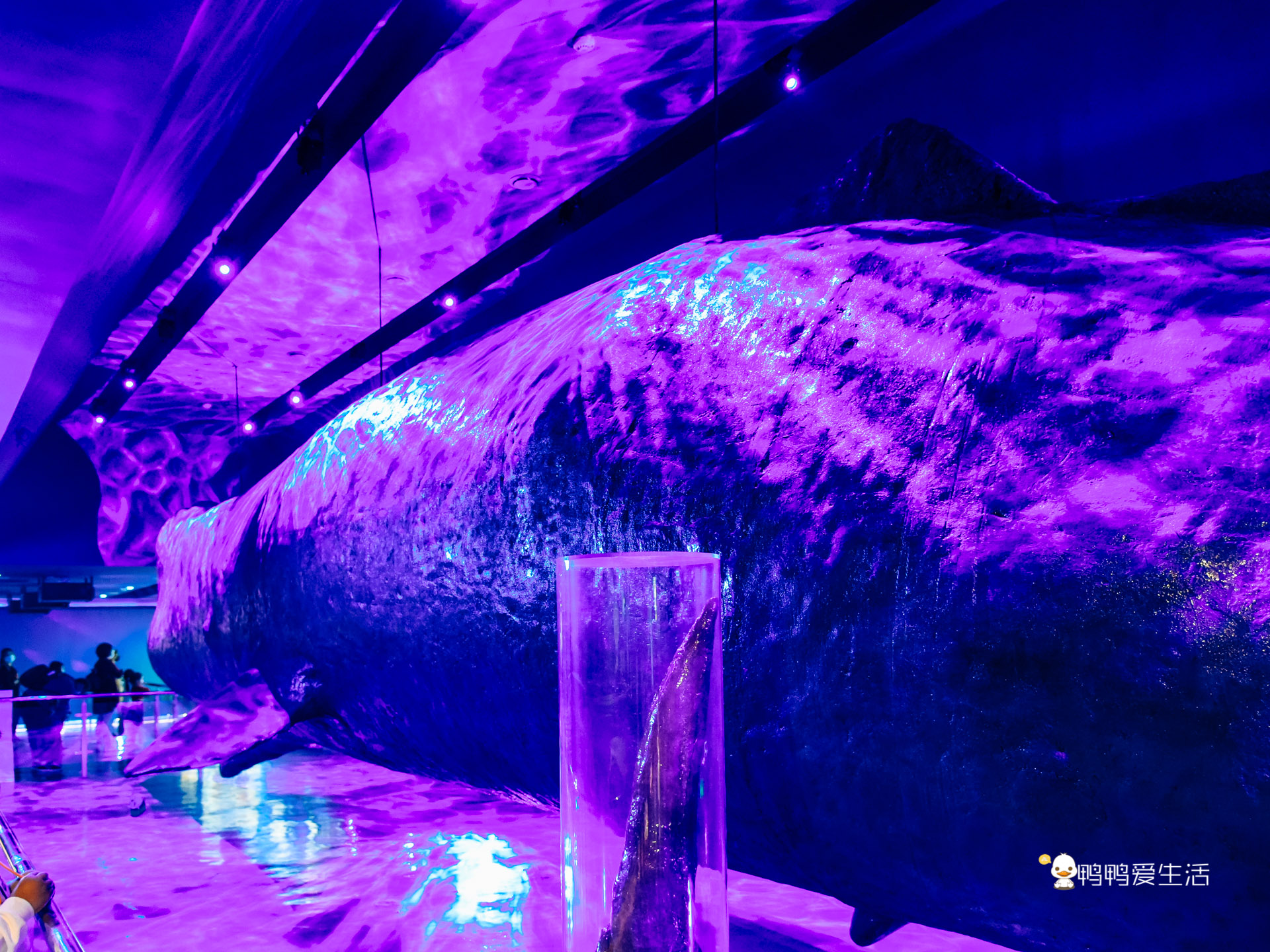 厦门鼓浪屿海底世界的抹香鲸,厦门鼓浪屿亲子旅游攻略