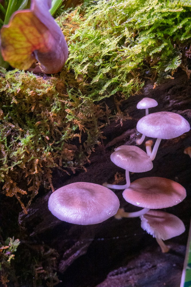 广州长隆野生动物园蛇之秘境,广州这个城市真的好繁华