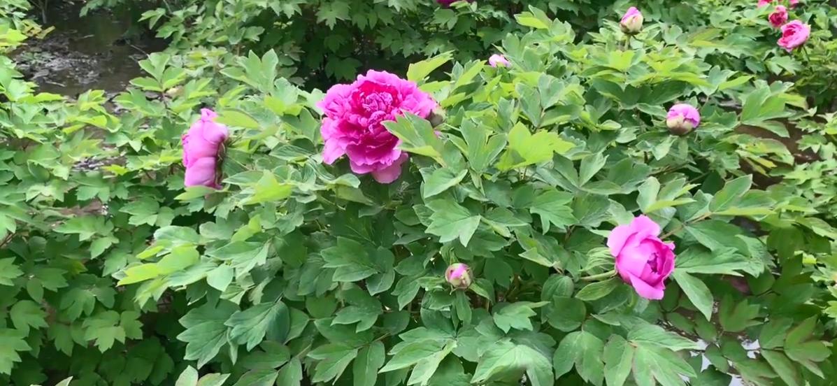 郑州周末遛娃踏青好去处,郑州春季带孩子游玩好去处推荐