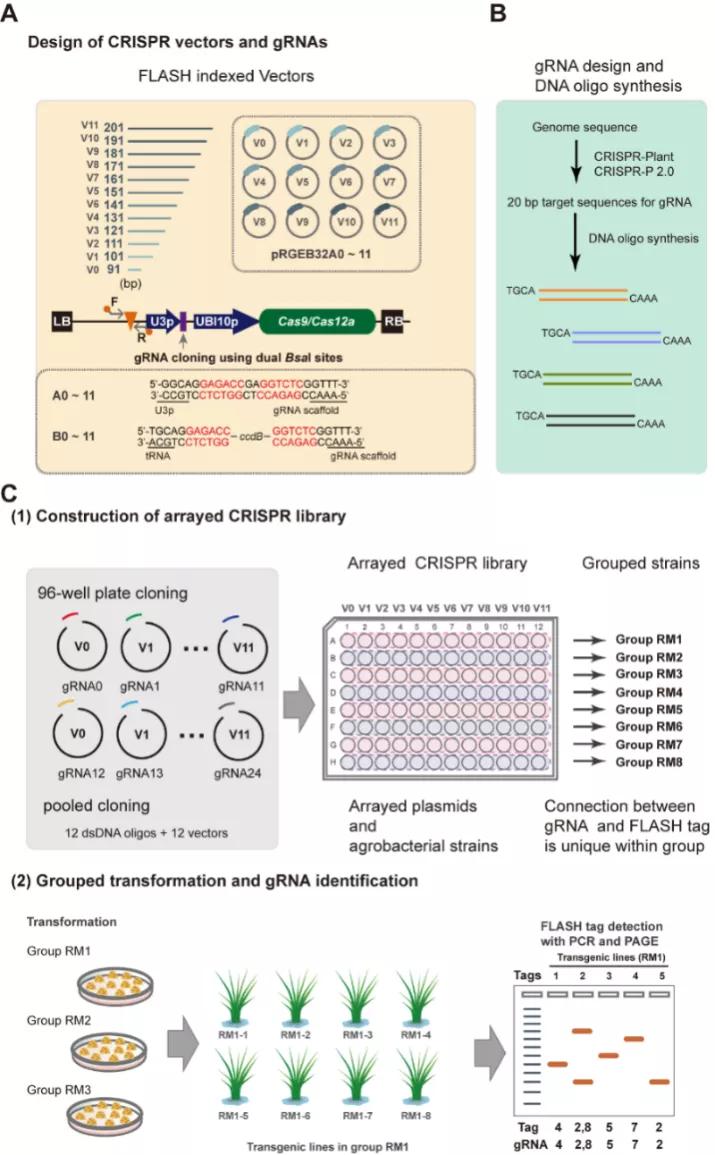 知耕快报｜作物基因组设计育种工具箱；Calyxt植物合成生物学方案