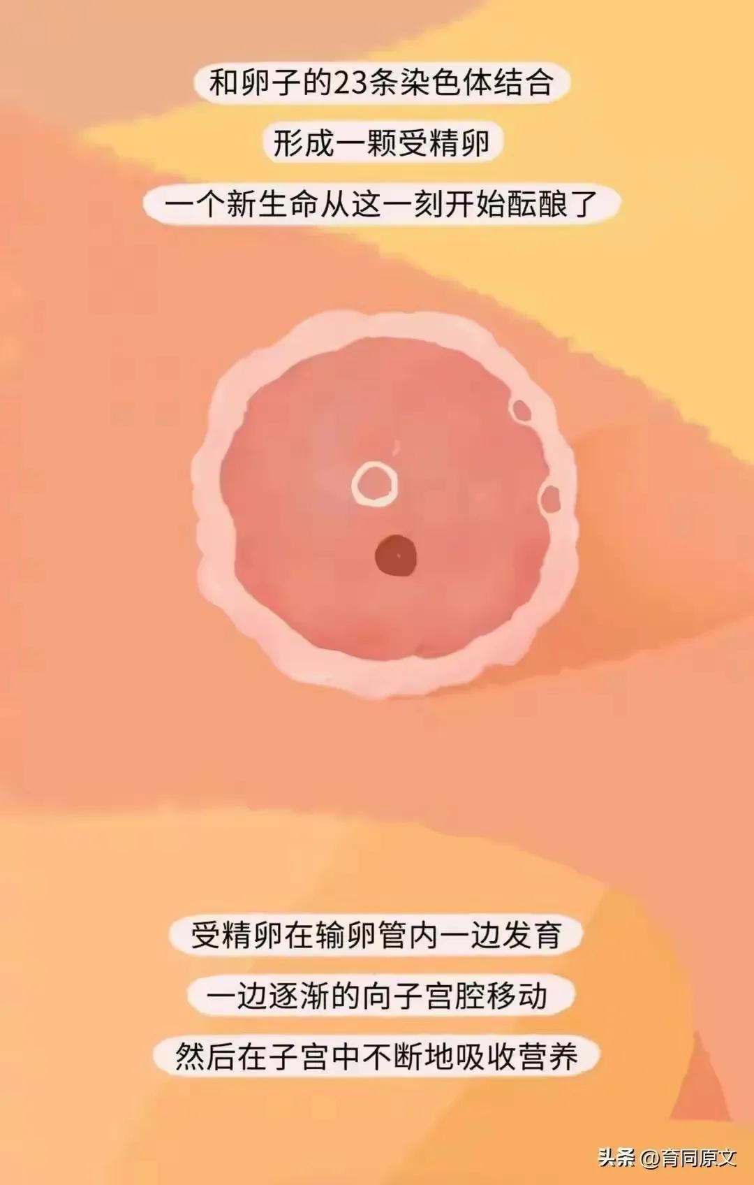 关于怀孕初期的漫画,漫画女性怀孕后都要经历些什么