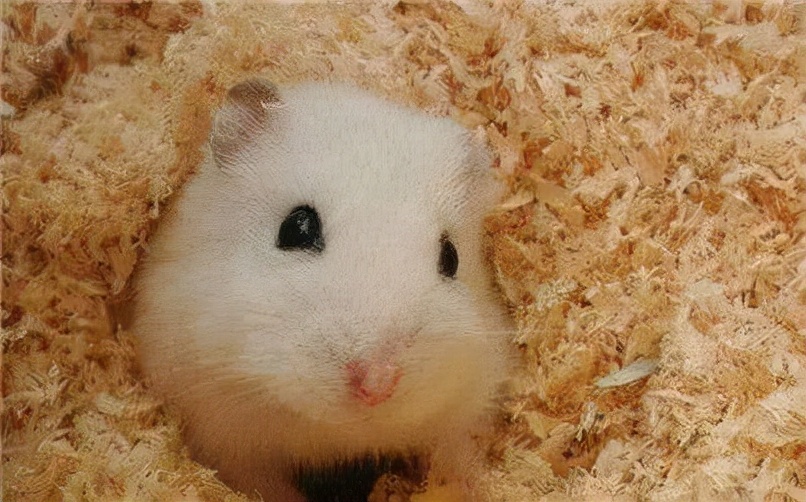 放假了仓鼠怎么安置,放假了仓鼠怎么办