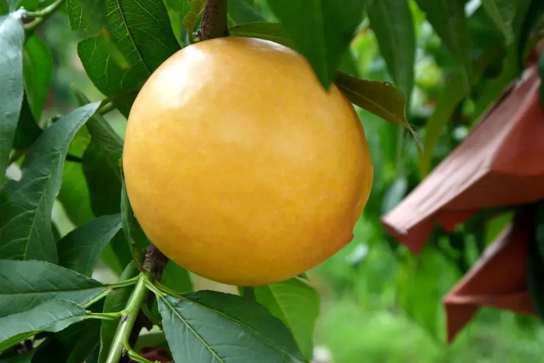 黄金油桃几月上市,山东蒙阴黄金蜜一号油桃