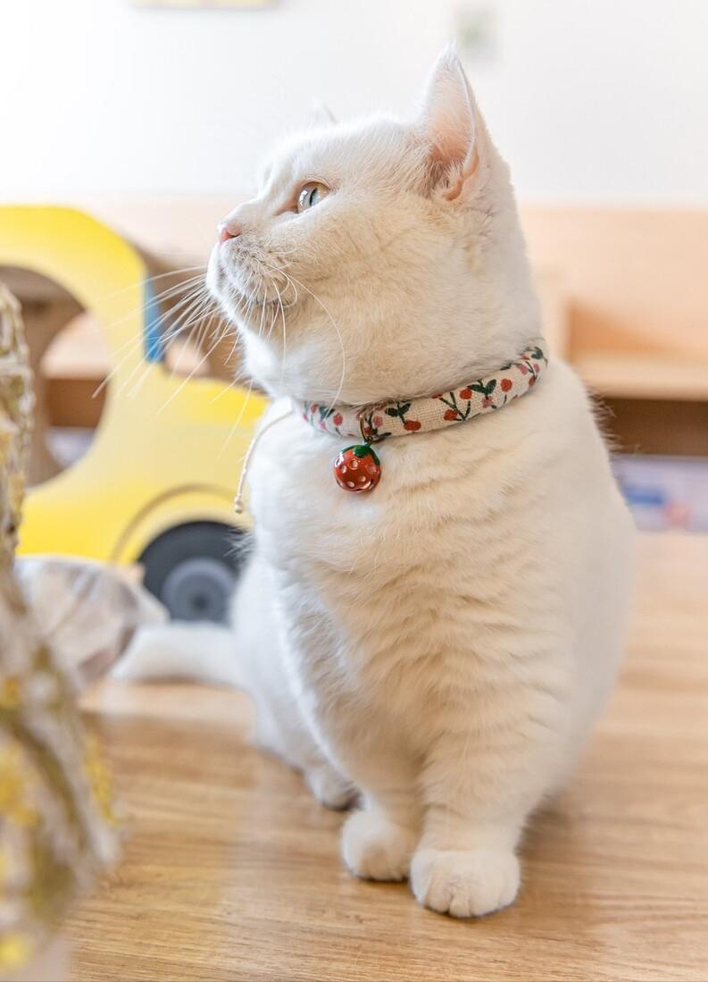 最好看最听话的猫是什么猫,最受欢迎的6种猫你家猫上榜了吗