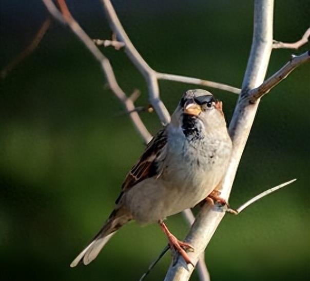 麻雀鸟的养殖方法,麻雀养殖方法