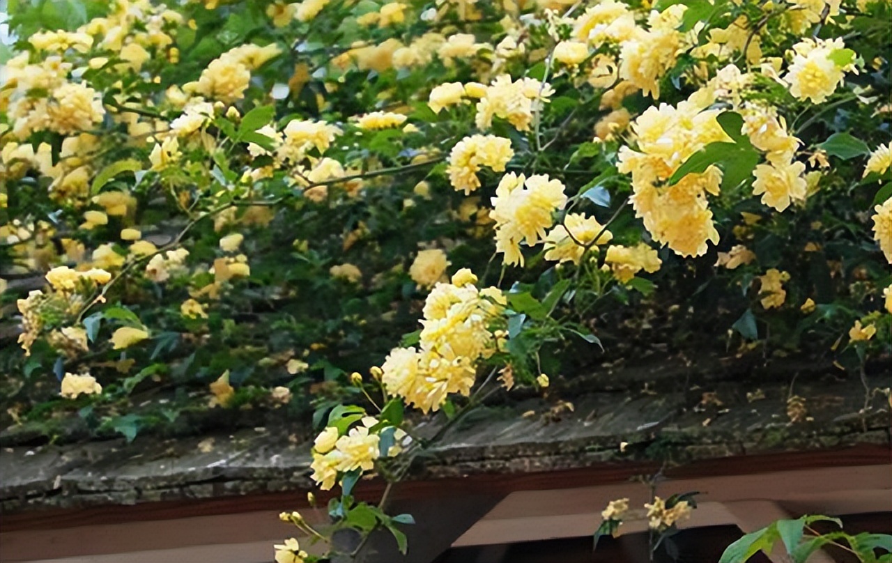 大院子里养什么花最好,庭院最皮实好养植物