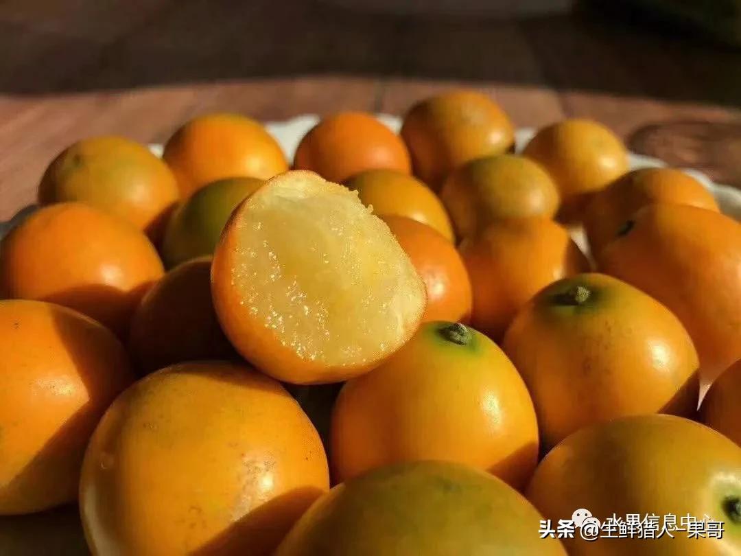 正宗广西融安脆蜜滑皮金桔,融安滑皮金桔和融安脆皮金桔区别