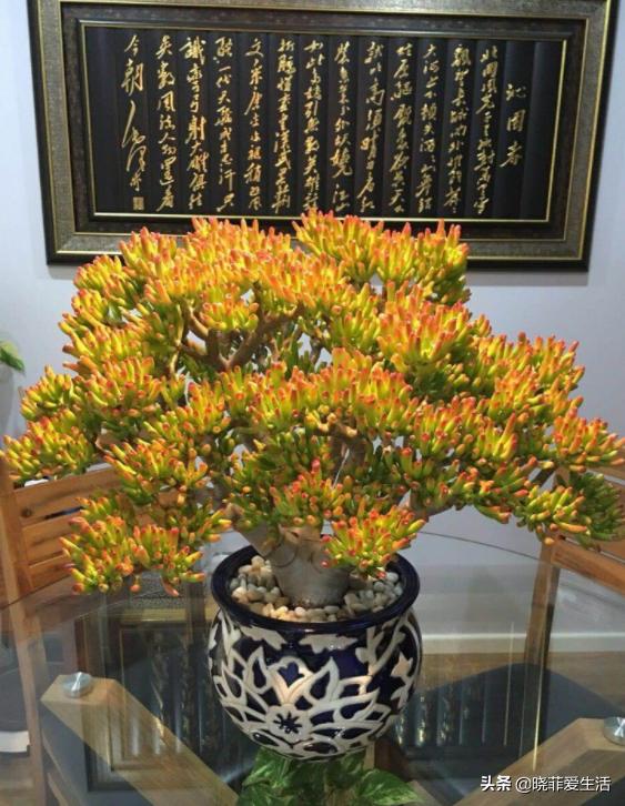 客厅象征发财的盆栽有哪些,客厅养什么绿植最旺财