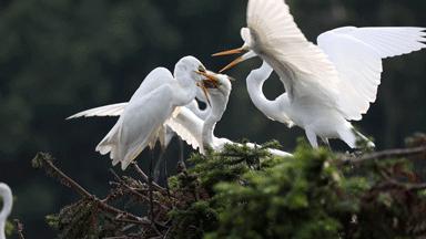 哪里能买到佳能rf800mmf5.6定焦镜头,佳能rf600与佳能rf800mm对比图