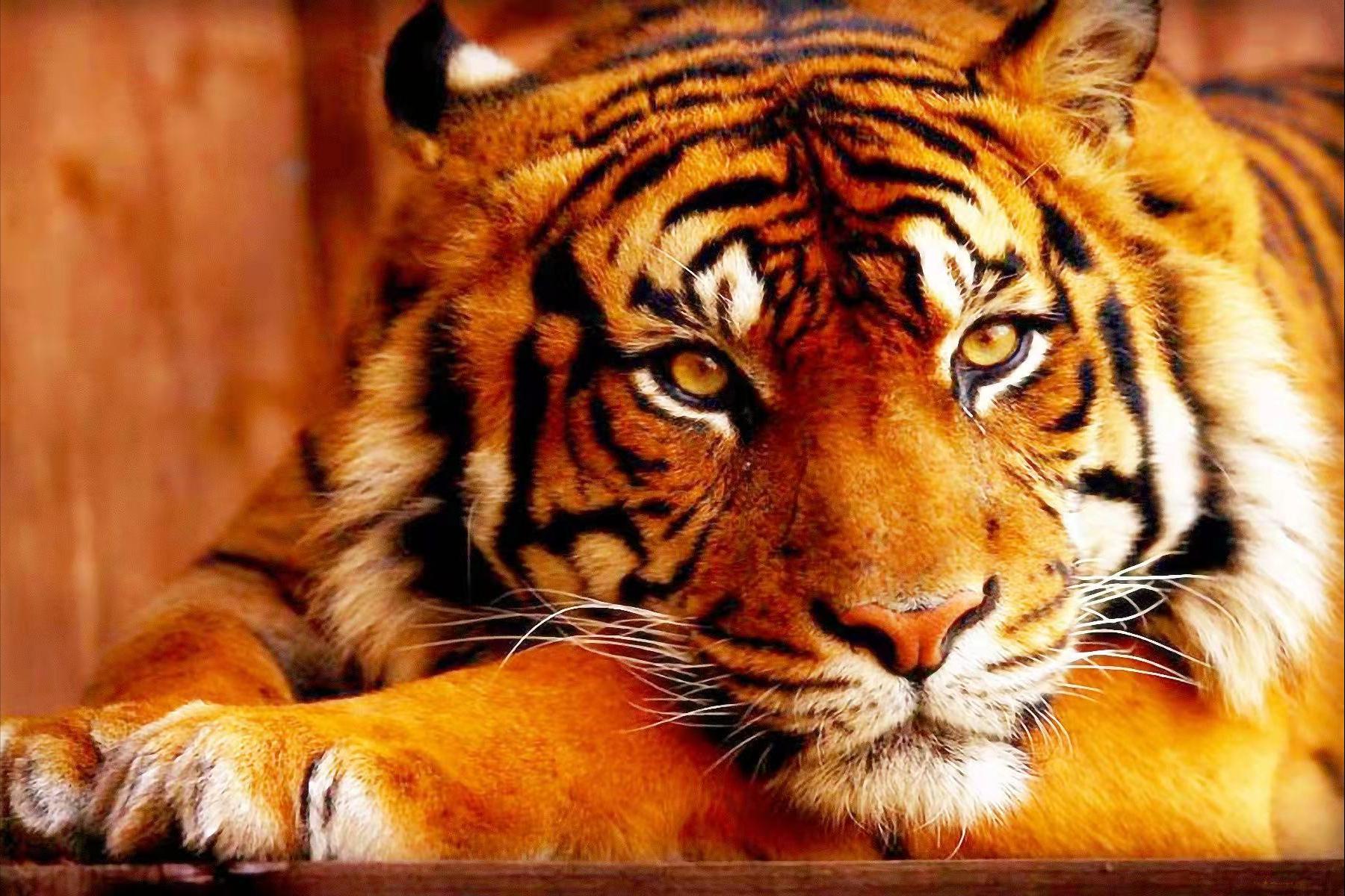 老虎怕狮子还是狮子怕老虎,老虎对战狮子老虎更厉害吗