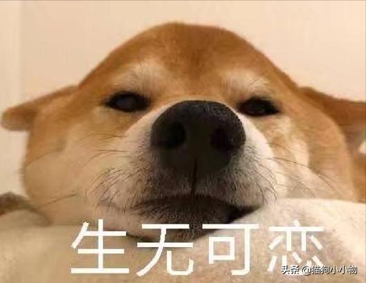 狗狗为什么会与主人变得生疏,狗狗为什么会自相残杀