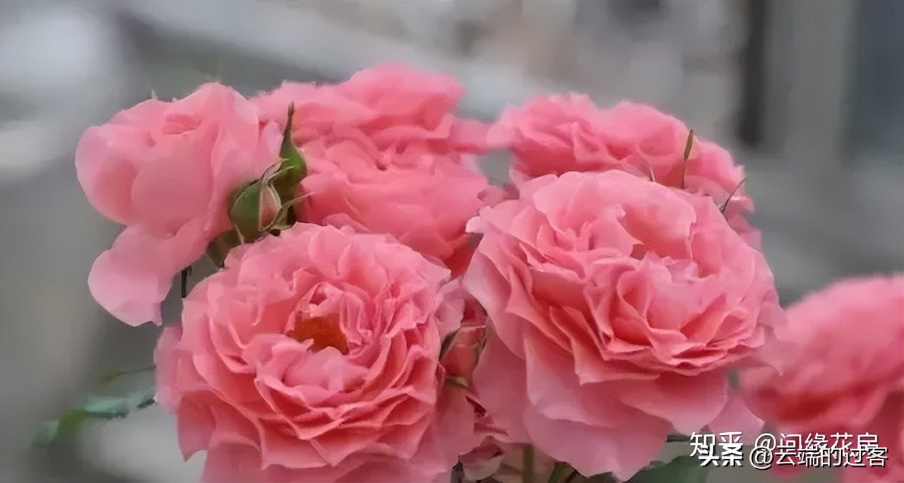 1到99朵玫瑰的含义图片,1到99朵玫瑰花语是什么