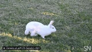 为什么有些兔子可以倒立行走,兔子居然还会练功