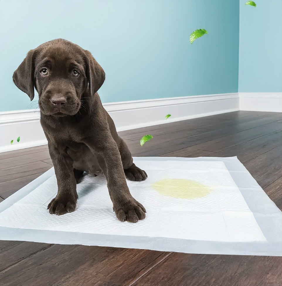 新手养狗这三个东西不需要买,新手养狗哪些不要买